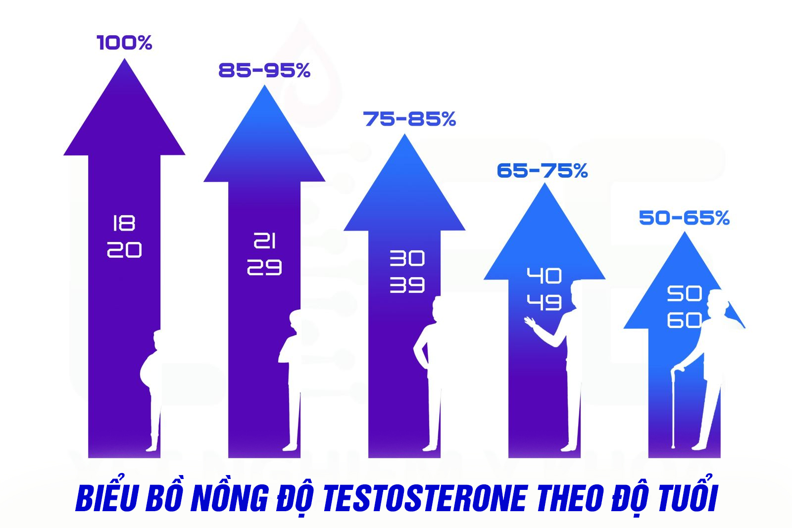 Biểu đồ nồng độ hoocmon nam giới